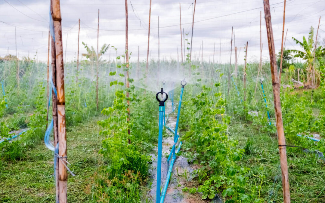 The Benefits of Drip Irrigation for Efficient Water Use